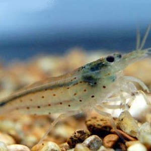 5 Amano Shrimp
