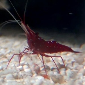 Cardinal Shrimp