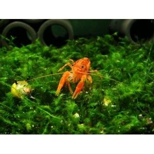 Dwarf Orange Crayfish (CPO)