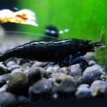 1 Black King Kong Shrimp