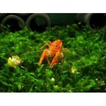Dwarf Orange Crayfish (CPO)