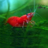 10 Fire Red Cherry Shrimp