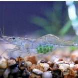 American Glass Shrimp