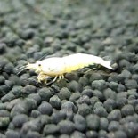 10 Golden Bee Shrimp