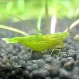 10 Green shrimp