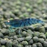 4 Blue Tiger Shrimp - Orange Eyed