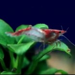 Red Rili red rili shrimp for sale