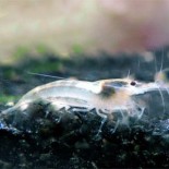 10 Snowball Shrimp
