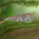 10 Tiger Shrimp