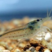 5 Amano Shrimp
