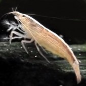 1 Bamboo Shrimp