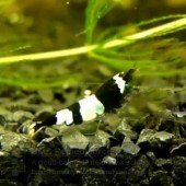 1 Black King Kong Panda