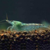 10 Blue Pearl Shrimp