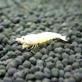 10 Golden Bee Shrimp