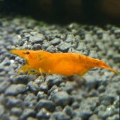 10 Orange Sakura Shrimp