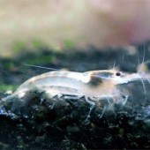 10 Snowball Shrimp