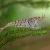 10 Tiger Shrimp