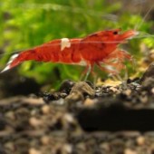 1 Wine Red Shrimp
