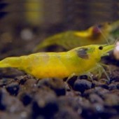 10 Yellow shrimp
