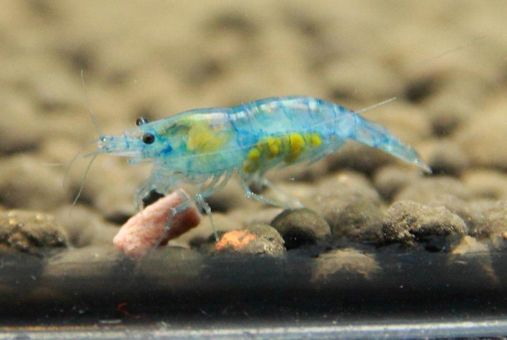 blue-velvet-freshwater-shrimp.jpg