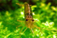 Amano Shrimp Pictures