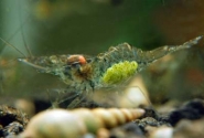 American Glass Shrimp Pictures