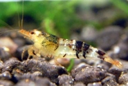 Bee Shrimp Pictures