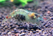 Blue Pearl Shrimp Pictures