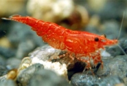 Cherry Red Shrimp Pictures