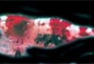 Crystal Red Shrimp Pictures