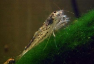 Green Lace Shrimp Pictures