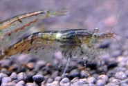 Heteropoda Shrimp Pictures