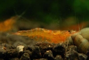 Orange Shrimp Pictures