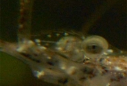 Pearl Shrimp Pictures