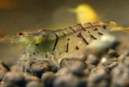 Tiger Shrimp Pictures