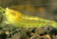 Yellow Shrimp Pictures