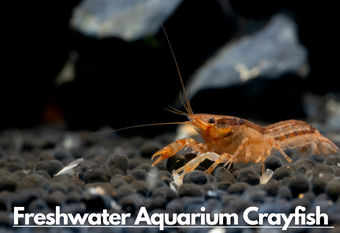 A close-up image of a freshwater aquarium crayfish at the bottom of the tank, with a label 'Freshwater Aquarium Crayfish' prominently displayed at the top right corner