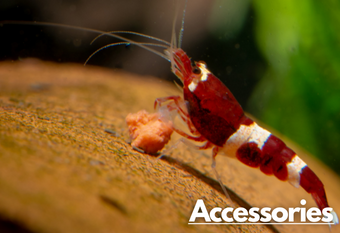 A red and white shrimp happily eating its food on a natural looking background with a label 'Accessories' in the top right corner.