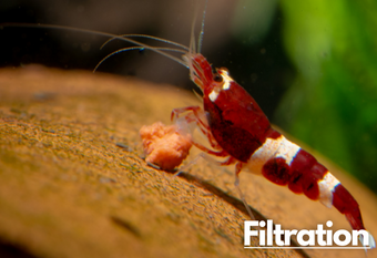 A red and white shrimp happily eating its food on a natural looking background with a label 'Water Filtration' on the top right corner.