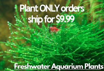 An image of red shrimp swimming among a lush and vibrant background of Java moss with a label "Freshwater Aquarium Plants" prominently displayed at the top right corner