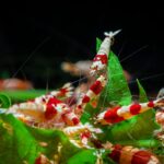 Can Shrimp Eat Spinach?
