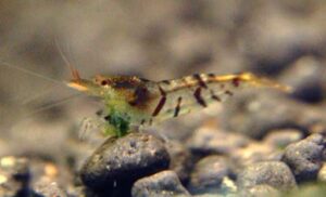 Birth to Berry – Tiger Shrimp Edition