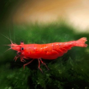 Freshwater Dwarf Shrimp - Red Cherry Shrimp