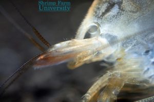 Freshwater Dwarf Shrimp Molting