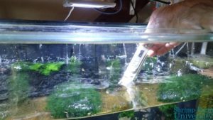 Testing TDS in a Freshwater Shrimp Tank