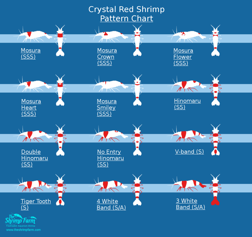 Shrimp Compatibility Chart