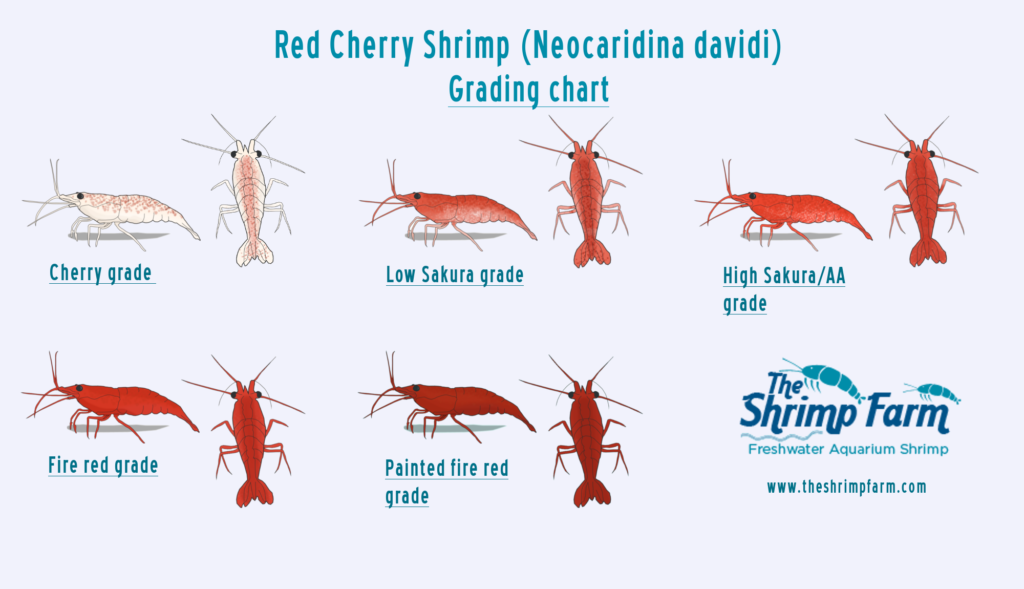 Chart depicting the different color grades of red cherry shrimp