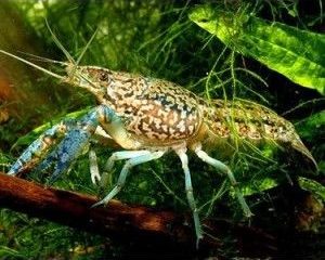 Marmorkrebs (self cloning crayfish)