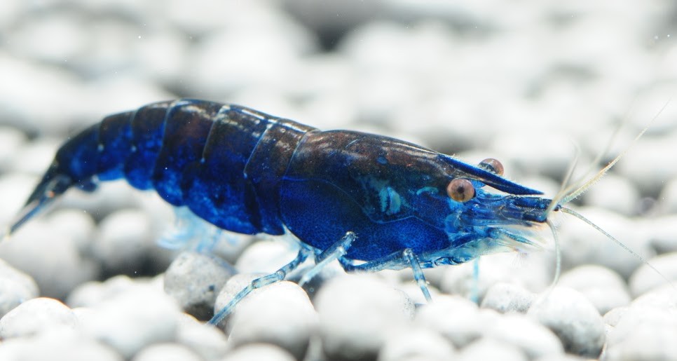 Blue dream shrimp (Neocaridina davidi)