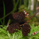 Alder cones for shrimp | The why & how